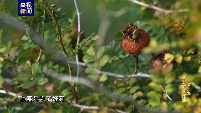 XPJ��(�й���)�ٷ���վ