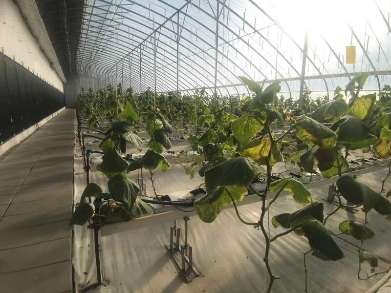 XPJ��(�й���)�ٷ���վ