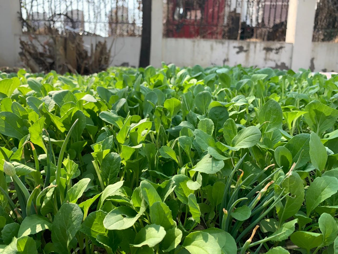 XPJ��(�й���)�ٷ���վ